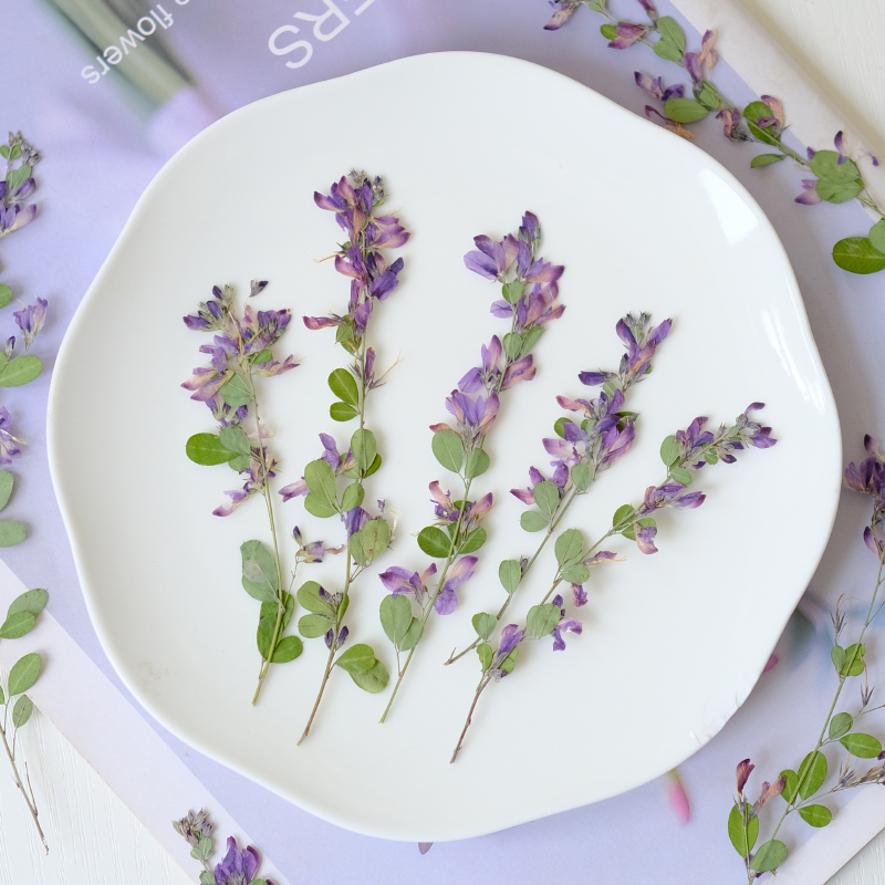 6個入り、天然レスペデザのドライプレスフラワー、植物標本絵画 - Resin Art Baby のレビューと価格