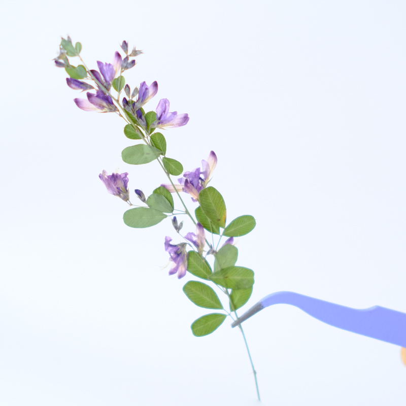 6個入り、天然レスペデザのドライプレスフラワー、植物標本絵画 - Resin Art Baby のレビューと価格