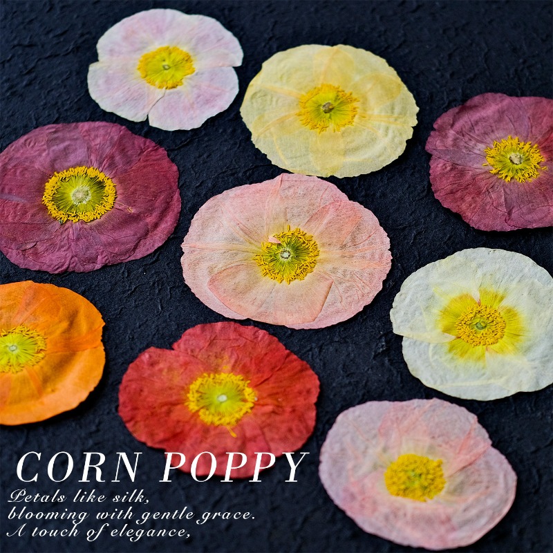 1個入り、天然野薬草押し花DIY樹脂型スクラップブック植物フ - Resin Art Baby のレビューと価格