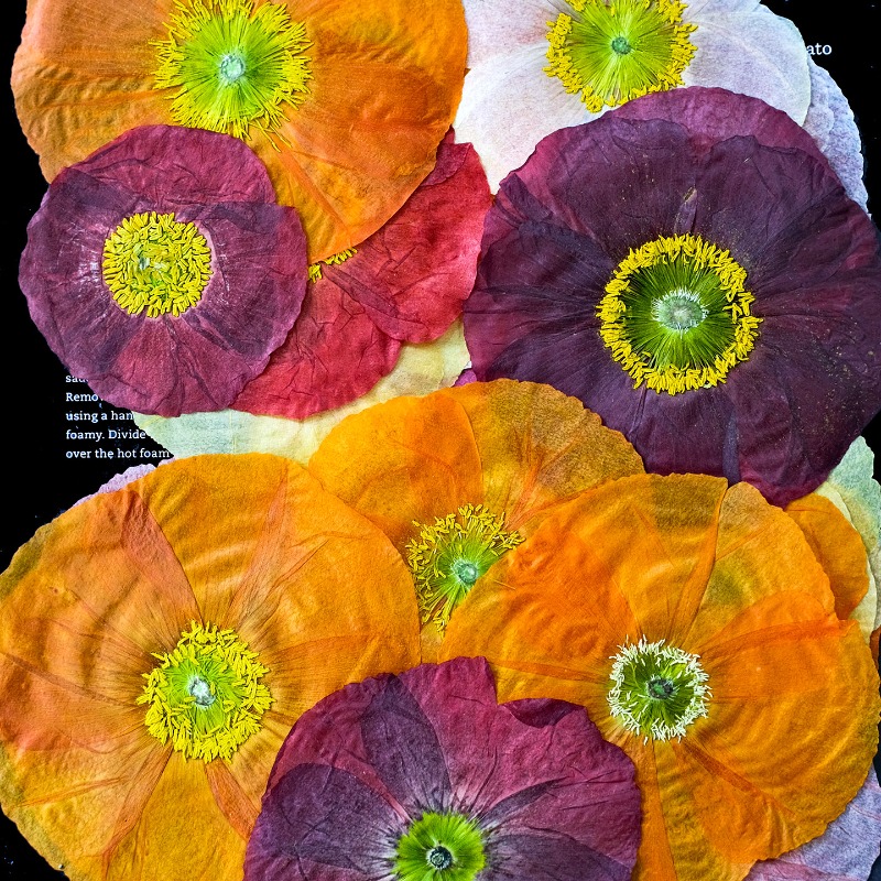 1個入り、天然野薬草押し花DIY樹脂型スクラップブック植物フ - Resin Art Baby のレビューと価格