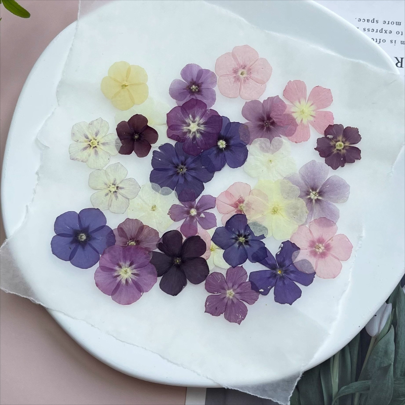 12個、半透明ニッチフロックス押し花 - 写真フレーム/樹脂 - Resin Art Baby のレビューと価格
